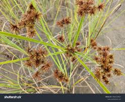 Attēlu rezultāti vaicājumam “Cyperaceae”