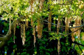 Attēlu rezultāti vaicājumam “Quercus robur male flower”