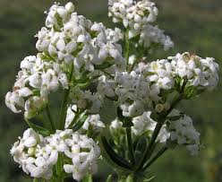 Attēlu rezultāti vaicājumam “Galium boreale leaf”