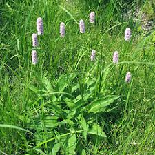 Attēlu rezultāti vaicājumam “Bistorta major leaf”