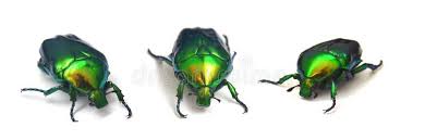 Attēlu rezultāti vaicājumam “Cetonia aurata imago”