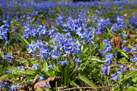 Attēlu rezultāti vaicājumam “Scilla siberica bud”