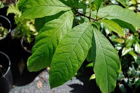 Attēlu rezultāti vaicājumam “Chionanthus virginicus leaf”