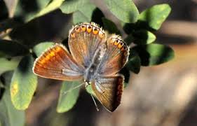 Attēlu rezultāti vaicājumam “Polyommatus icarus”