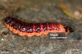 Attēlu rezultāti vaicājumam “Cossus cossus larva”