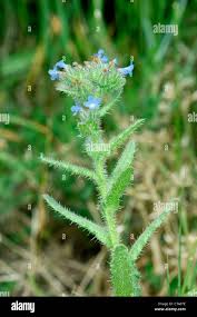Attēlu rezultāti vaicājumam “Anchusa arvensis flower”