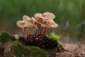 Attēlu rezultāti vaicājumam “Collybia acervata”