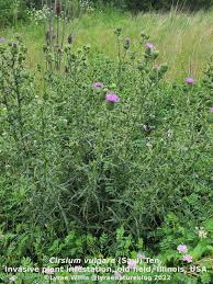 Attēlu rezultāti vaicājumam “Cirsium vulgare”