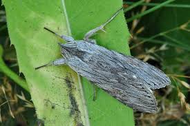 Attēlu rezultāti vaicājumam “Cucullia lucifuga”