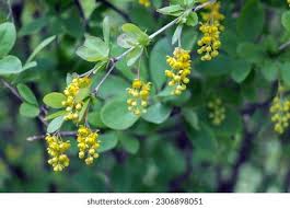 Attēlu rezultāti vaicājumam “Berberis vulgaris flower”