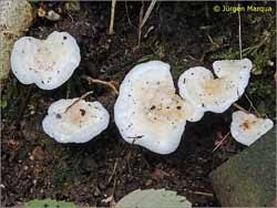 Attēlu rezultāti vaicājumam “Sistotrema confluens”