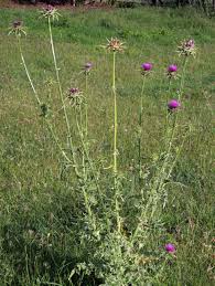 Attēlu rezultāti vaicājumam “Silybum marianum fruit”