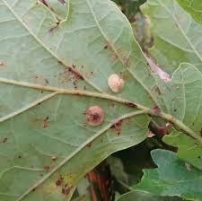 Attēlu rezultāti vaicājumam “Neuroterus quercusbaccarum”