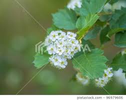 Attēlu rezultāti vaicājumam “Spiraea chamaedryfolia flower”
