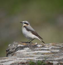 Attēlu rezultāti vaicājumam “Oenanthe oenanthe”