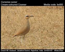 Image result for Cursorius cursor