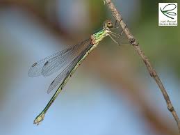 Attēlu rezultāti vaicājumam “Chalcolestes viridis”