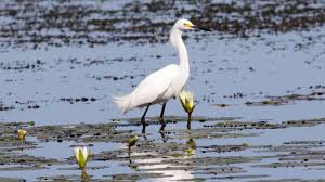 Image result for Egretta thula