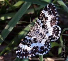 Attēlu rezultāti vaicājumam “Epirrhoe”