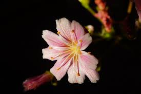 Image result for Bitterwurz