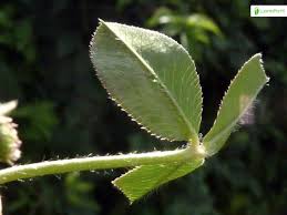Attēlu rezultāti vaicājumam “Trifolium fragiferum leaf”