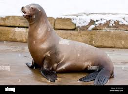 Image result for Zalophus californianus