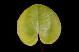 Attēlu rezultāti vaicājumam “Hydrocharis morsus-ranae leaf”