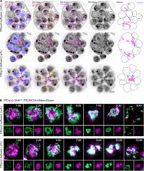 Attēlu rezultāti vaicājumam “Dianema depressum plasmodium”