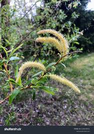 Attēlu rezultāti vaicājumam “Salix triandra male flower”