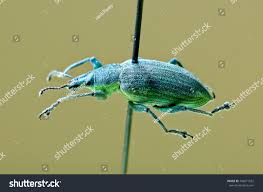 Attēlu rezultāti vaicājumam “Chlorophanus viridis”