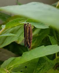 Attēlu rezultāti vaicājumam “Psyche casta”