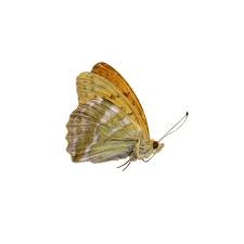 Attēlu rezultāti vaicājumam “Argynnis paphia”