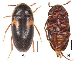 Attēlu rezultāti vaicājumam “Tetratomidae”