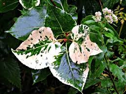 Attēlu rezultāti vaicājumam “Populus x jackii flower”