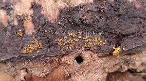 Attēlu rezultāti vaicājumam “Trichia scabra spores”