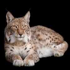Afbeeldingsresultaat voor lynx