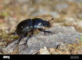 Attēlu rezultāti vaicājumam “Aphodius subterraneus imago”