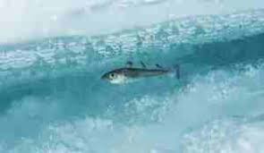 Image result for Boreogadus saida