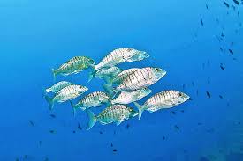 Image result for Lithognathus mormyrus