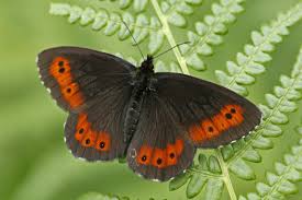 Attēlu rezultāti vaicājumam “Erebia ligea upperside”