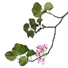 Attēlu rezultāti vaicājumam “Cercis siliquastrum”