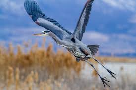 Image result for heron