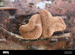 Attēlu rezultāti vaicājumam “Encoelia furfuracea”