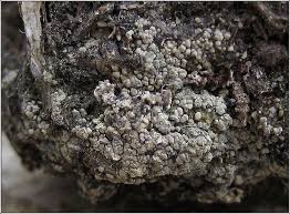 Attēlu rezultāti vaicājumam “Trapeliopsis granulosa”