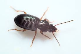 Attēlu rezultāti vaicājumam “Pterostichus aterrimus”