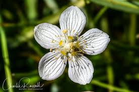 Attēlu rezultāti vaicājumam “Parnassia palustris flower”