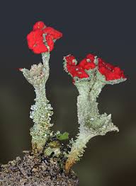 Attēlu rezultāti vaicājumam “Cladonia coccifera”