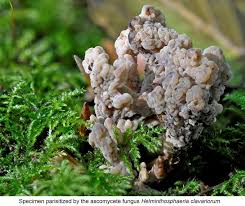 Attēlu rezultāti vaicājumam “Clavulina coralloides”