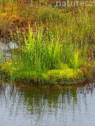 Attēlu rezultāti vaicājumam “Rhynchospora alba”