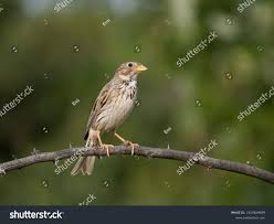 Image result for Emberiza calandra